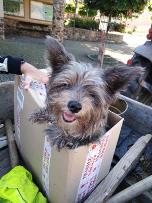 Nález psa menšího vzrůstu (Yorkšírský teriér) 1